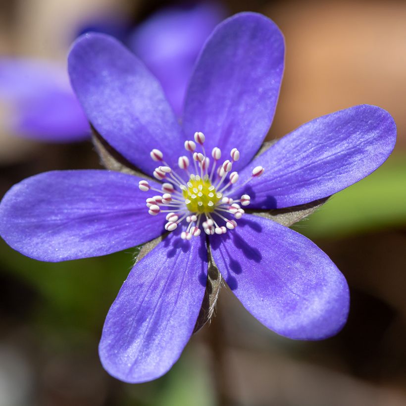 Hepatica nobilis - Anémone Hépatique (Floraison)