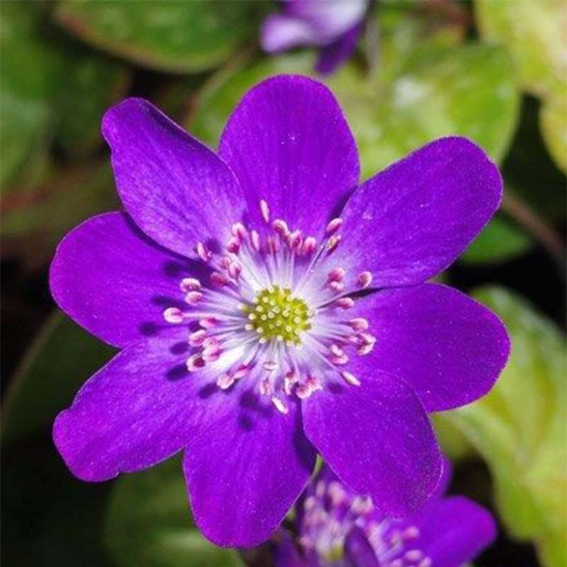 Hepatica nobilis Purple Forest - Anémone hépatique (Floraison)