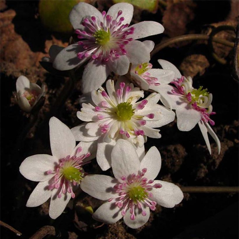 Hepatica nobilis White Forest - Anémone hépatique (Floraison)