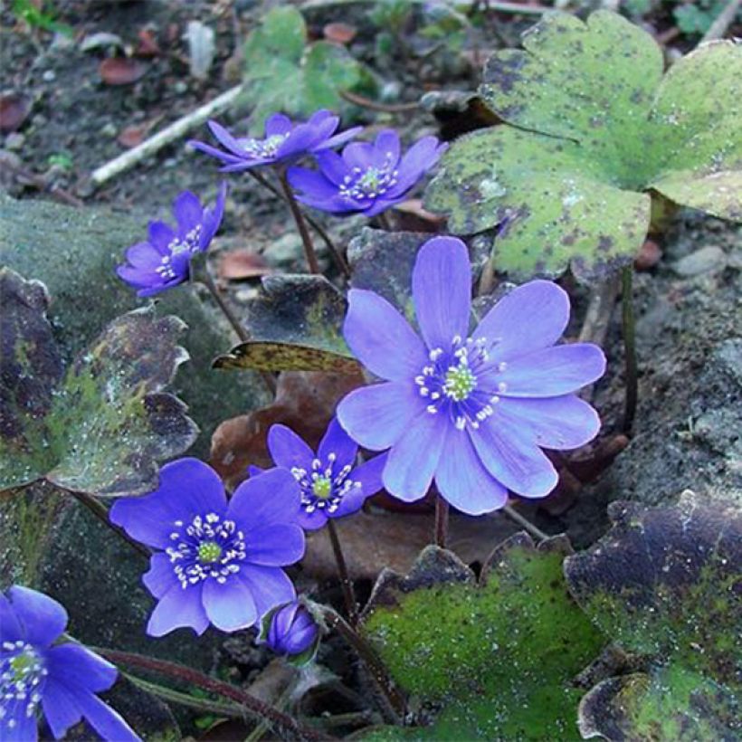 Hepatica transsilvanica Blue Jewel, Anémone Hépatique (Floraison)