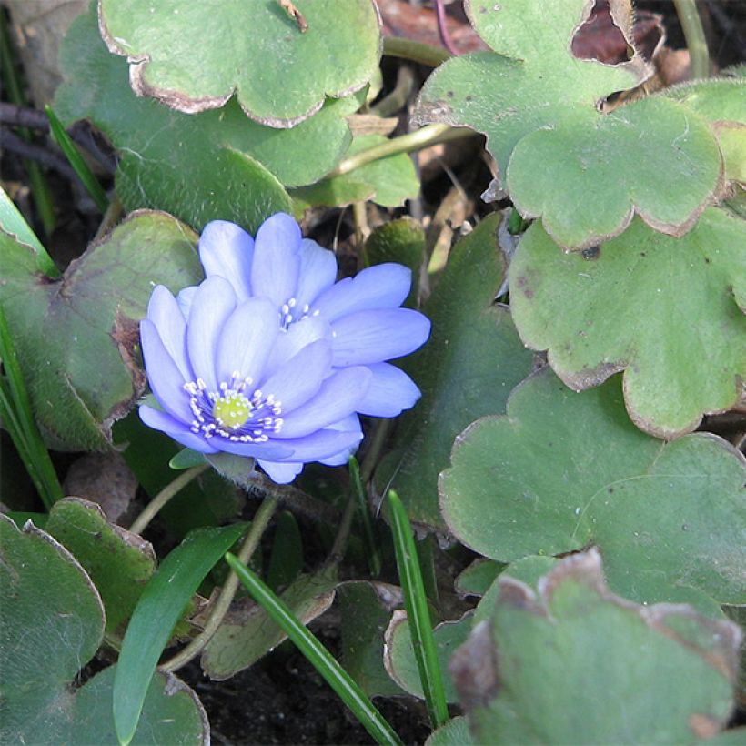 Hepatica transsilvanica De Buis, Anémone Hépatique (Feuillage)