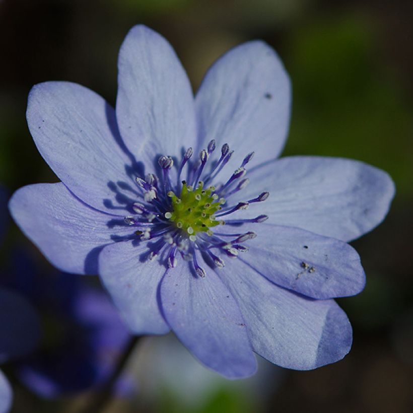 Hepatica transsilvanica De Buis, Anémone Hépatique (Floraison)