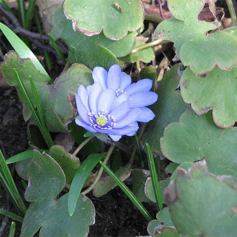 Hepatica transsilvanica De Buis, Anémone Hépatique (Port)