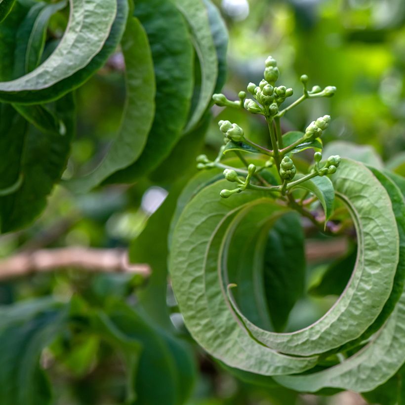 Heptacodium miconioides Temple of Bloom - Arbre aux sept fleurs (Feuillage)