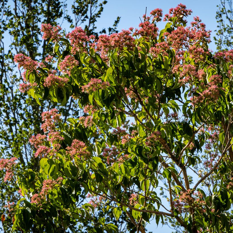 Heptacodium miconioides Temple of Bloom - Arbre aux sept fleurs (Port)