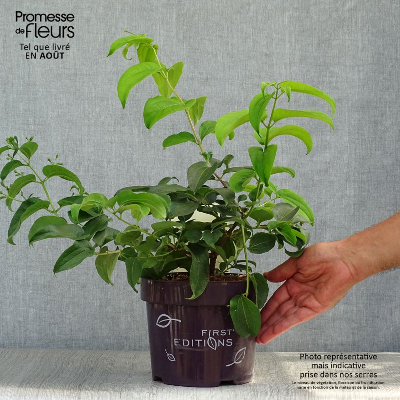 Spécimen de Heptacodium miconioides Tianshan - Arbre aux 7 fleurs Pot de 3L/4L tel que livré en été