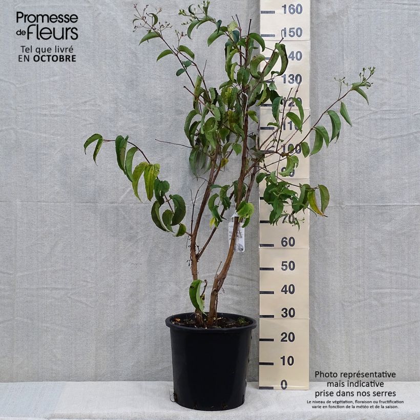 Spécimen de Heptacodium miconioides Pot de 20L/25L tel que livré en automne