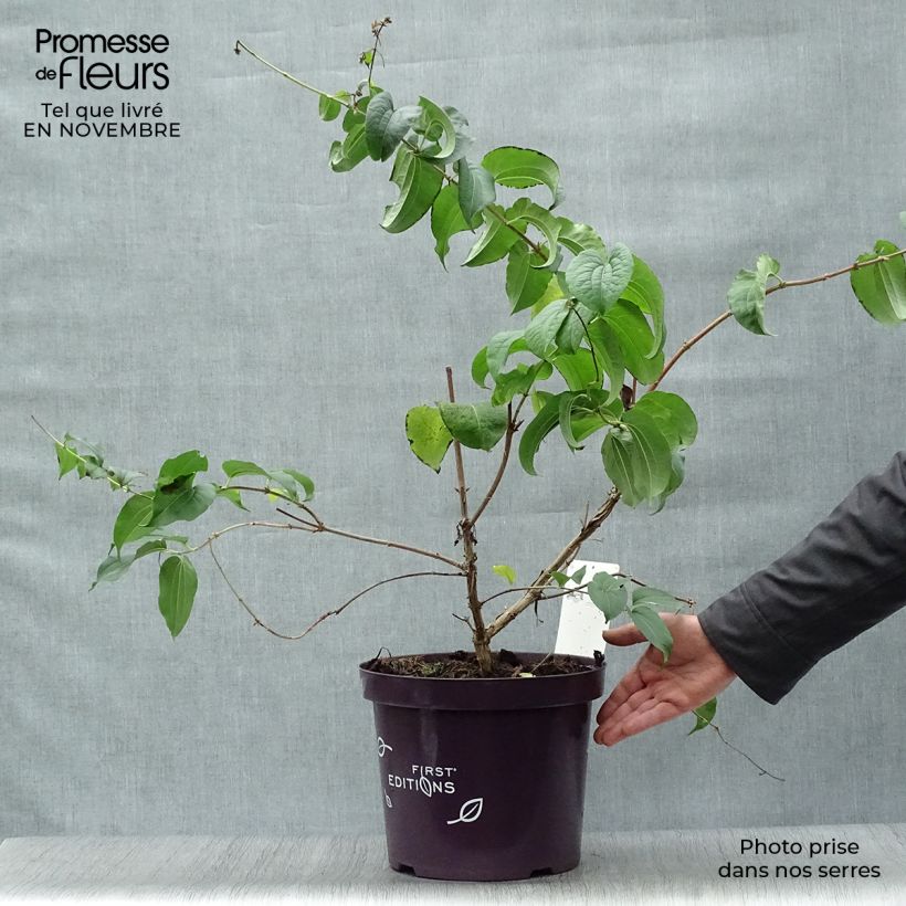 Spécimen de Heptacodium miconioides Pot de 3L/4L tel que livré en automne