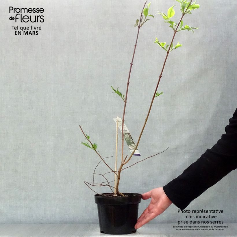 Spécimen de Heptacodium miconioides en pot de 3.5L tel que livré au printemps