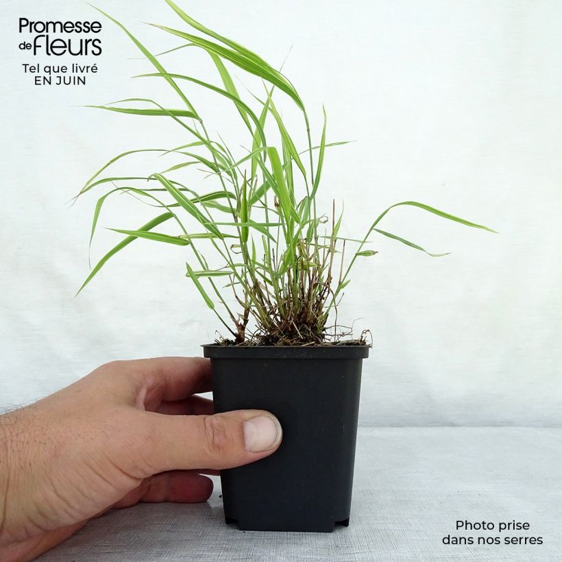 Spécimen de Herbe du Japon - Hakonechloa macra Albostriata Godet de 8/9 cm tel que livré en été