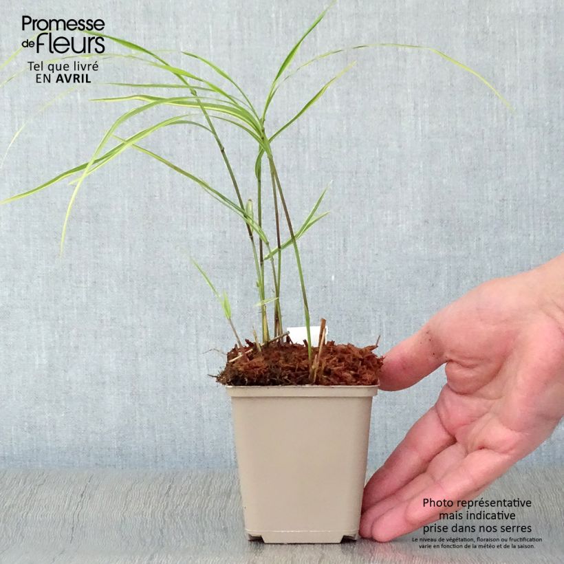 Spécimen de Herbe du Japon - Hakonechloa macra Albostriata Godet de 9cm tel que livré au printemps