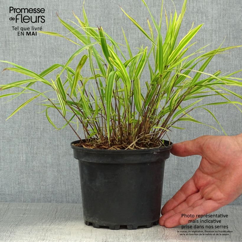 Spécimen de Herbe du Japon - Hakonechloa macra Albostriata en pot de 2l/3L tel que livré au printemps