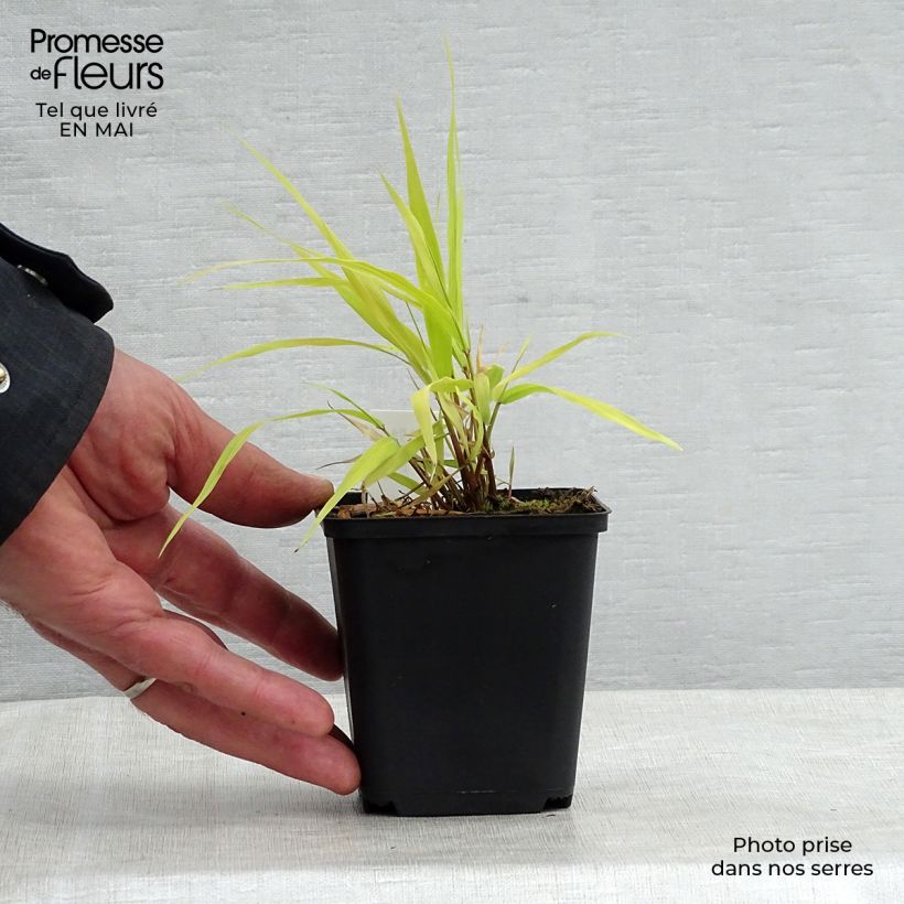 Spécimen de Herbe du Japon - Hakonechloa macra All Gold Godet de 9cm tel que livré au printemps