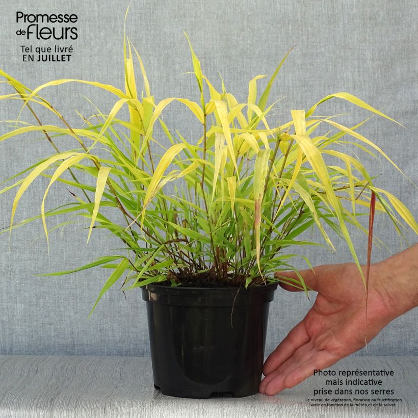 Spécimen de Herbe du Japon - Hakonechloa macra All Gold Pot de 2L/3L tel que livré en été