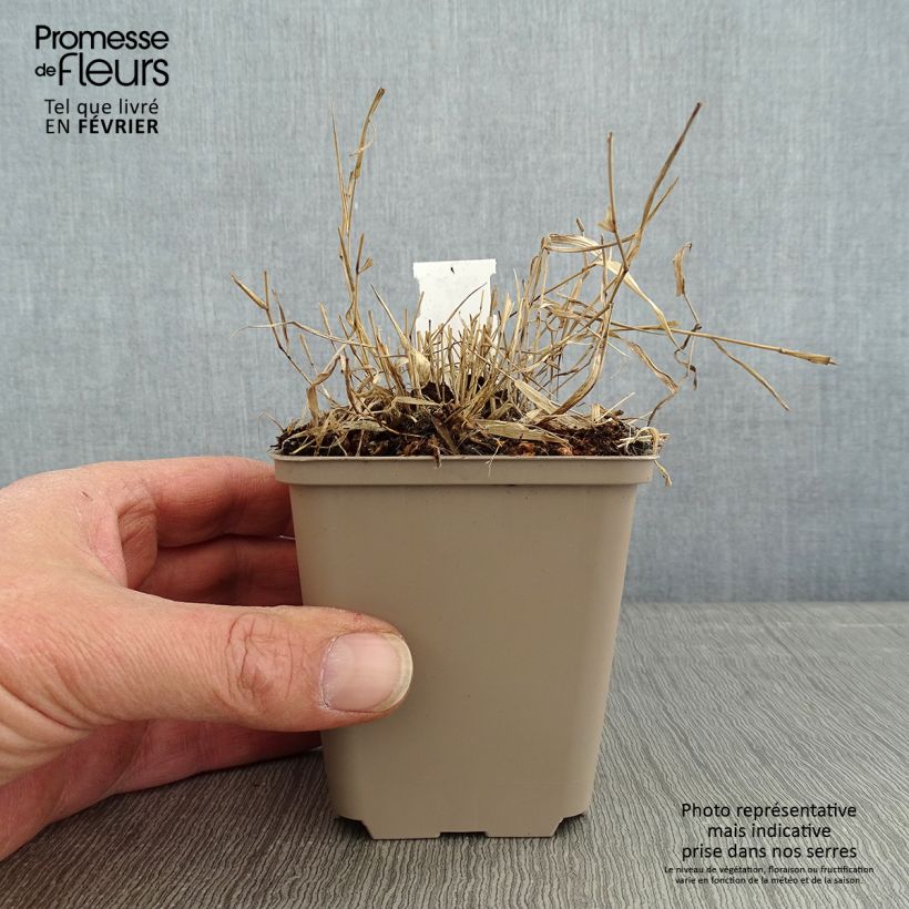 Spécimen de Herbe du Japon - Hakonechloa macra Mulled Wine en godet 8/9cm tel que livré en hiver