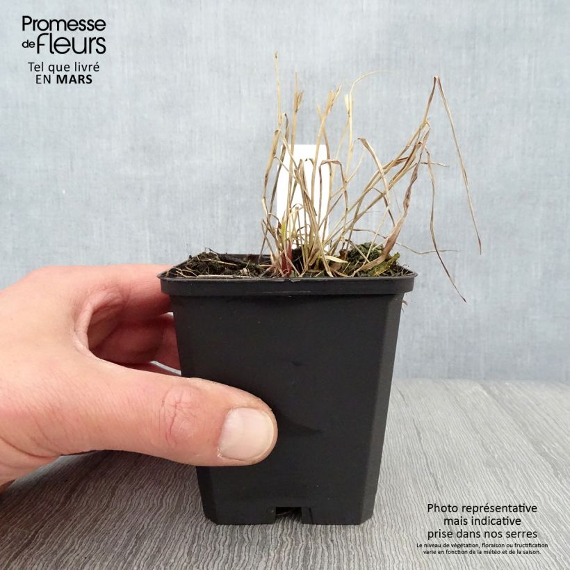 Spécimen de Herbe du Japon - Hakonechloa macra Naomi Godet de 9cm tel que livré au printemps
