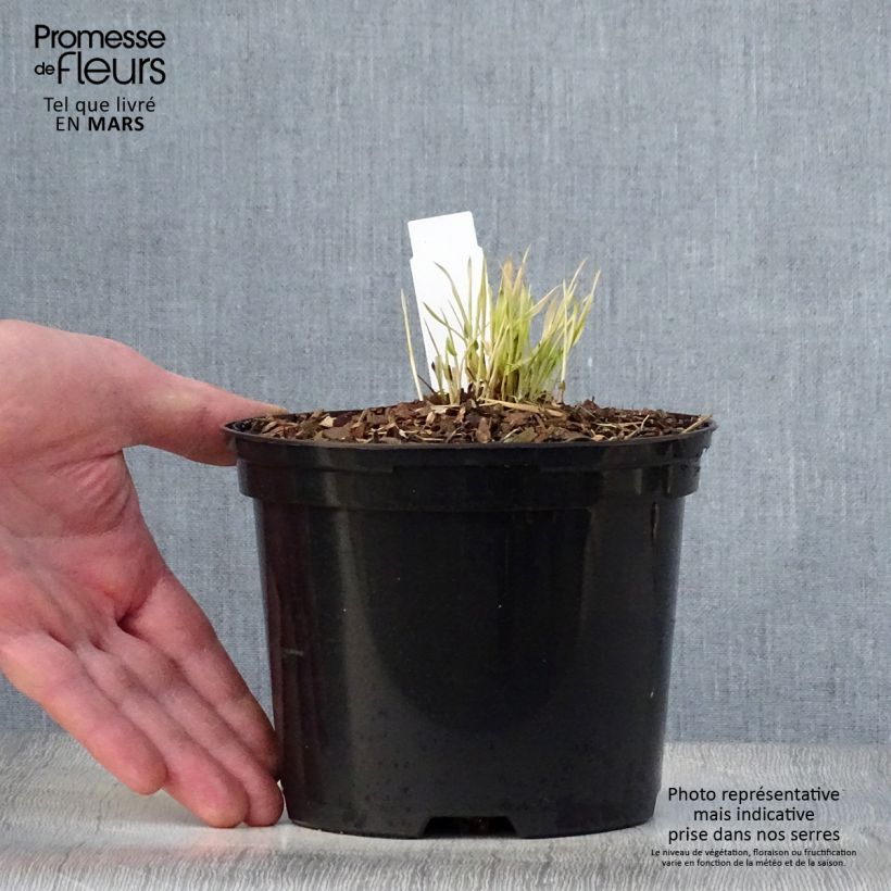 Spécimen de Herbe du Japon - Hakonechloa macra Naomi Pot de 2L/3L tel que livré au printemps