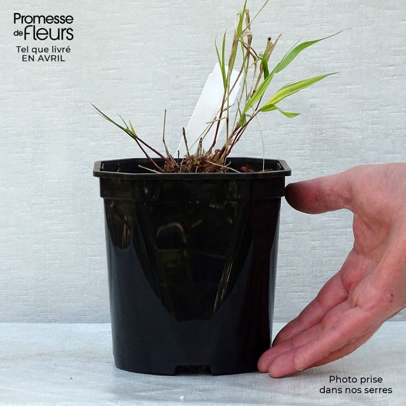 Spécimen de Herbe du Japon - Hakonechloa macra Nicolas en pot de 2/3 litres tel que livré au printemps