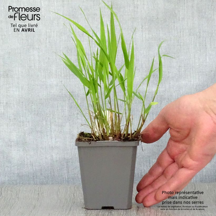 Spécimen de Herbe du Japon - Hakonechloa macra en godet de 9cm tel que livré au printemps