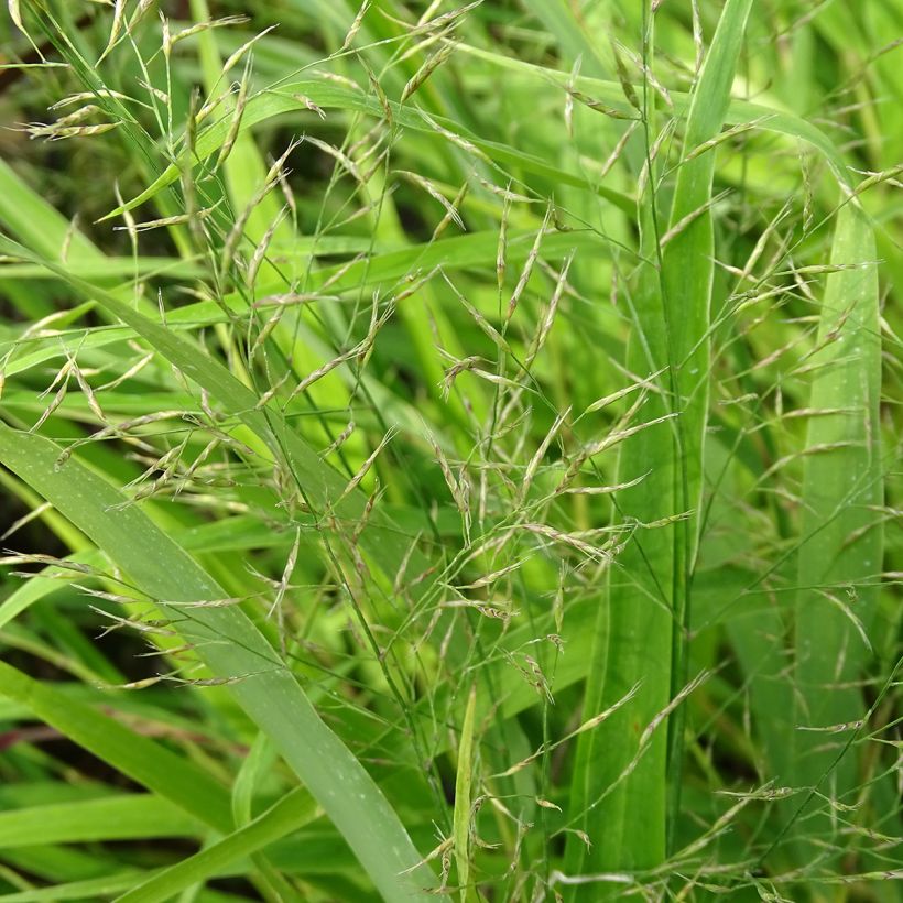 Herbe du Japon - Hakonechloa macra (Floraison)