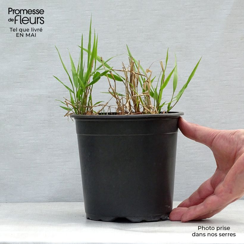 Spécimen de Herbe du Japon - Hakonechloa macra en pot de 2L/3L tel que livré au printemps