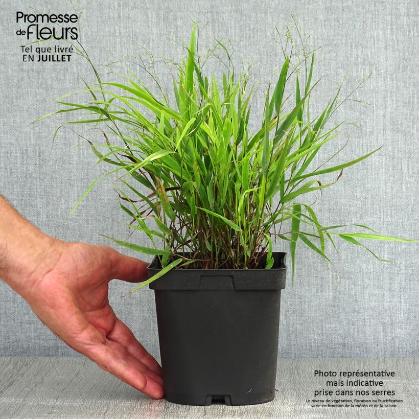 Spécimen de Herbe du Japon - Hakonechloa macra Pot de 2L/3L tel que livré en été