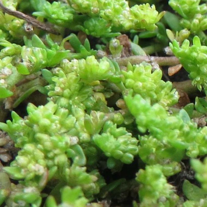 Herniaria glabra - Turquette (Feuillage)
