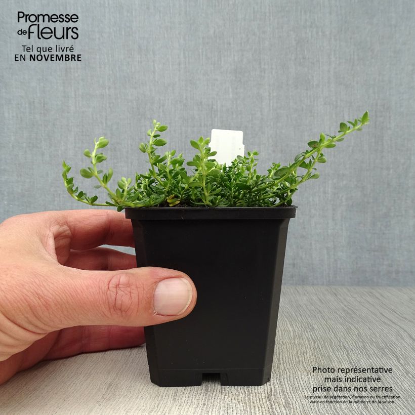 Spécimen de Herniaria glabra - Turquette Godet de 8/9 cm tel que livré en automne