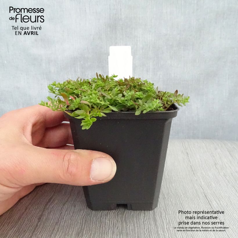 Spécimen de Herniaria glabra - Turquette Godet de 9cm tel que livré au printemps