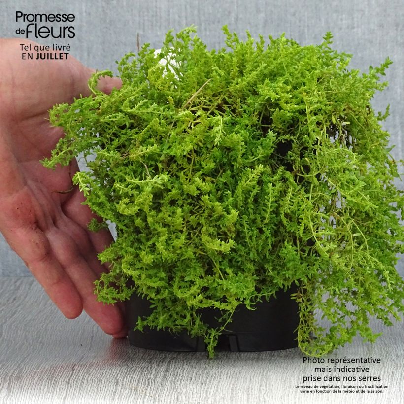 Spécimen de Herniaria glabra - Turquette Pot de 2L/3L tel que livré en été