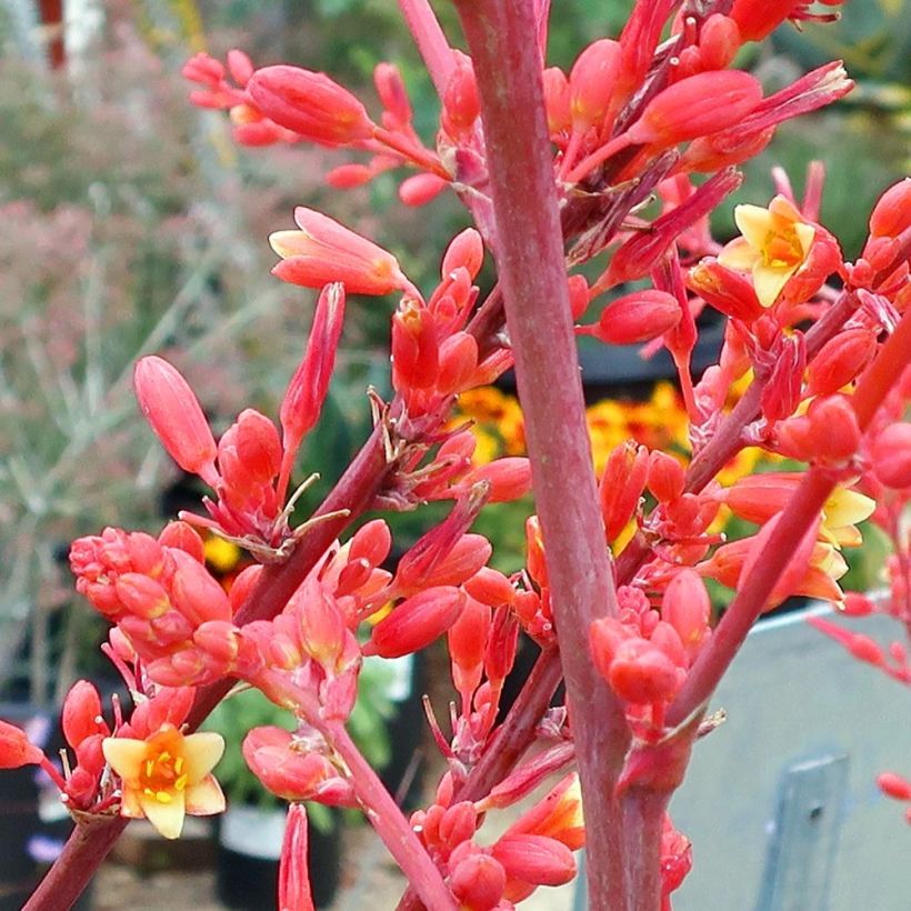 Hesperaloe parviflora - Yucca rouge (Floraison)