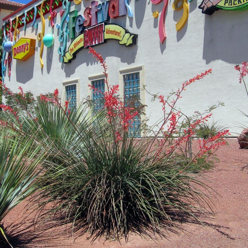 Hesperaloe parviflora - Yucca rouge (Port)