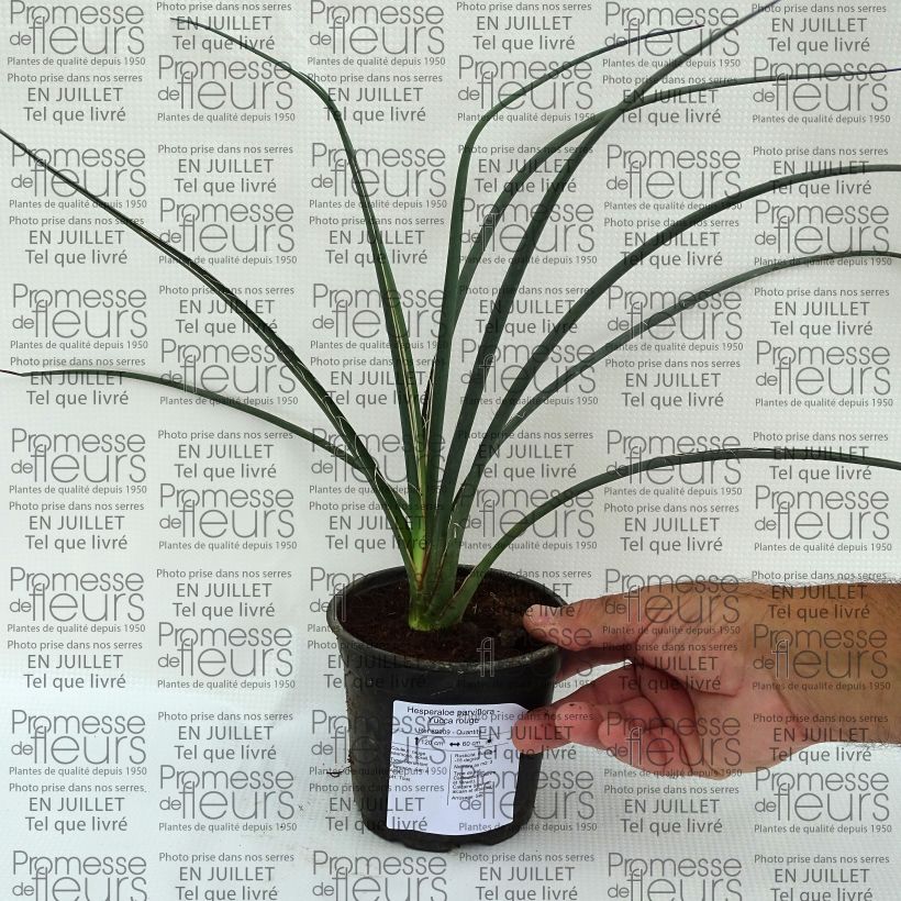 Spécimen de Hesperaloe parviflora - Yucca rouge Pot de 7,5L/10L tel que livré en été