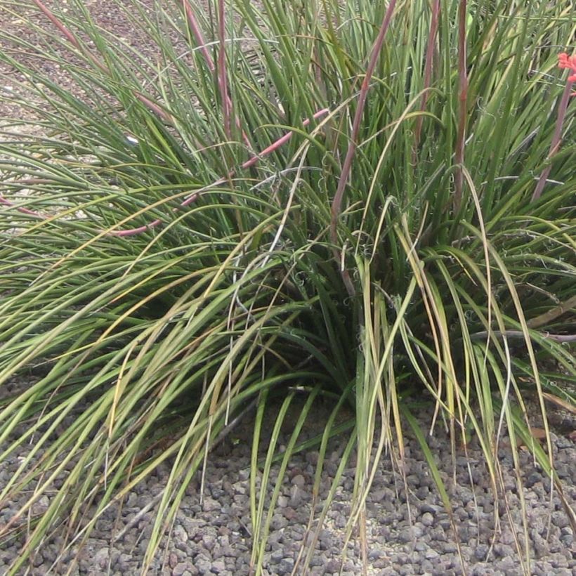 Hesperaloe parviflora Rubra - Yucca Rouge. (Feuillage)