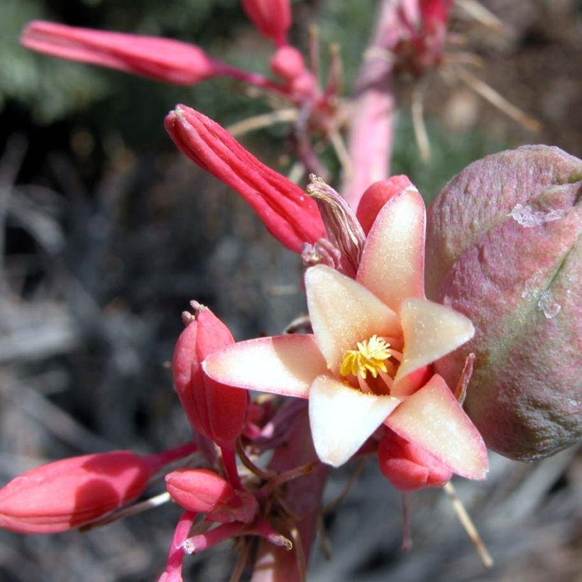 Hesperaloe parviflora Rubra - Yucca Rouge. (Floraison)