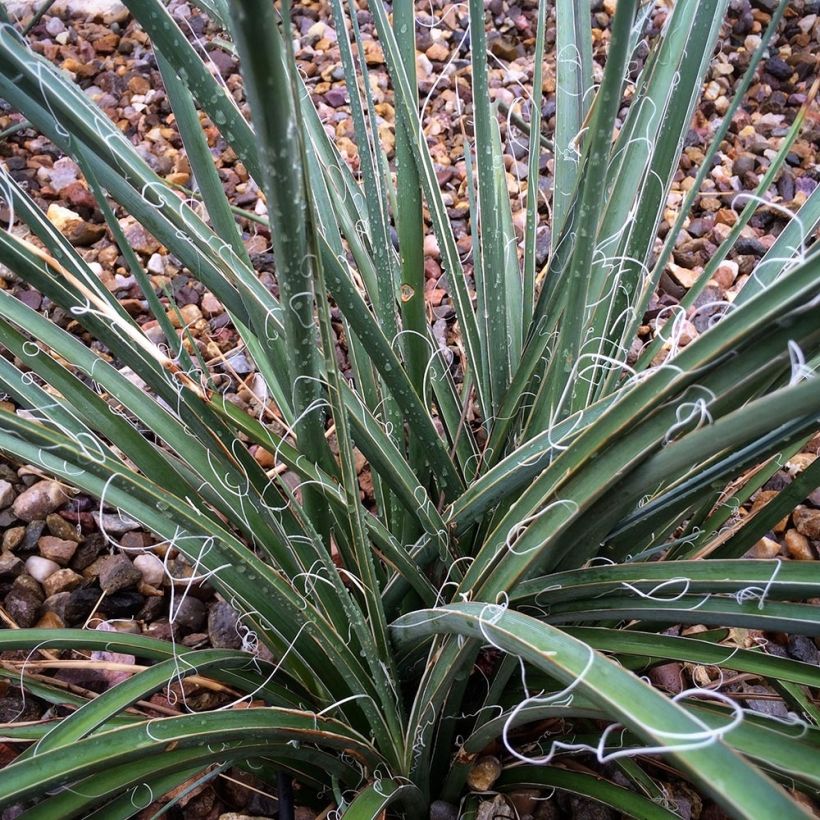 Hesperaloe parvifolia Rose des Sables (Feuillage)