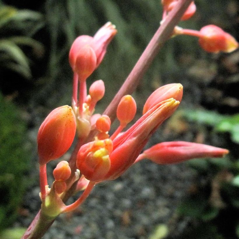 Hesperaloe parvifolia Rose des Sables (Floraison)