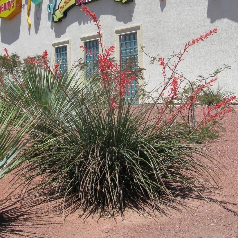 Hesperaloe parvifolia Rose des Sables (Port)