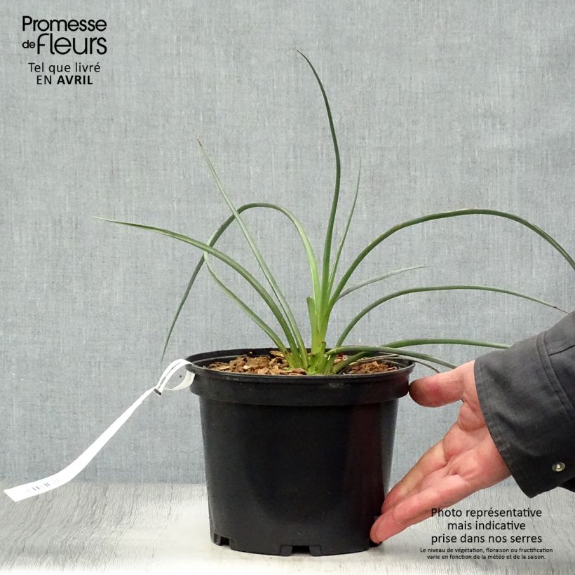 Spécimen de Hesperaloe parvifolia Rose des Sables Pot de 2L/3L tel que livré au printemps