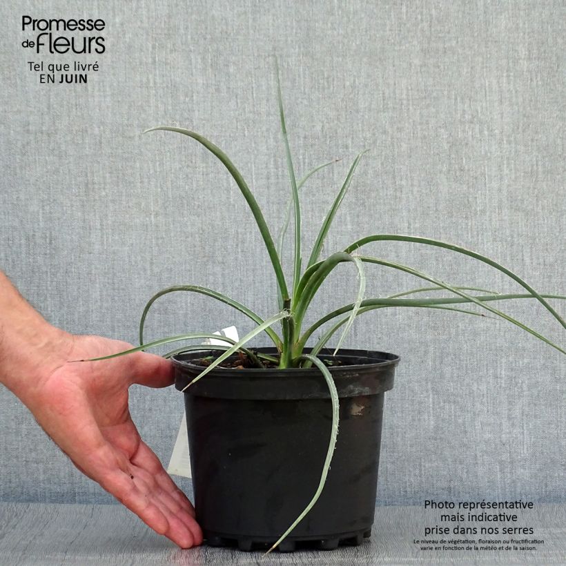 Spécimen de Hesperaloe parvifolia Rose des Sables Pot de 2L/3L tel que livré en été