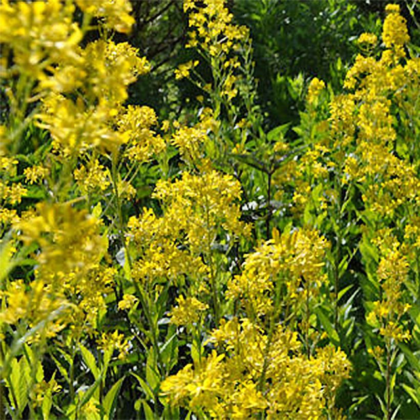 Hesperis lutea (Floraison)