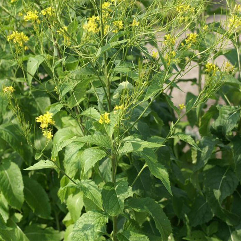 Hesperis lutea (Port)