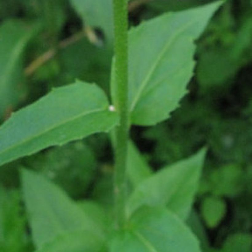 Hesperis matronalis - Julienne des Dames (Feuillage)