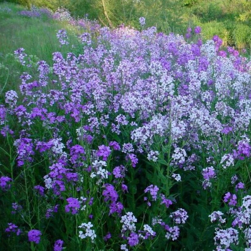 Hesperis matronalis - Julienne des Dames (Port)