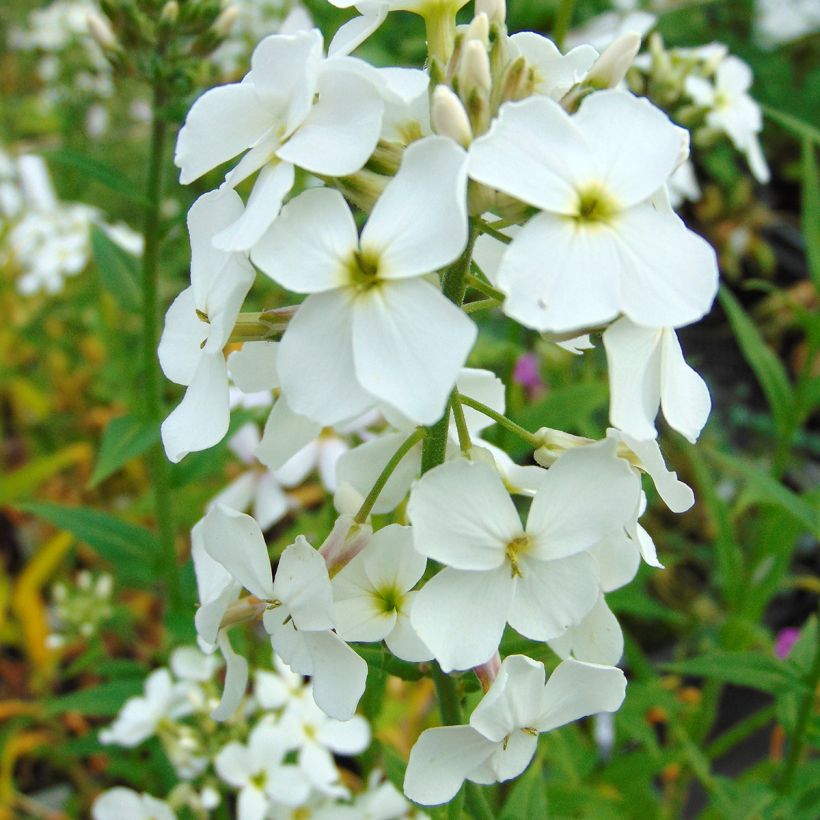 Hesperis matronalis Alba - Julienne des dames Blanche  (Floraison)