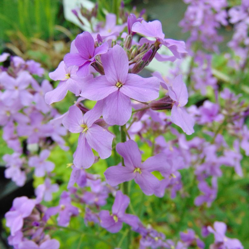 Hesperis matronalis - Julienne des Dames (Floraison)