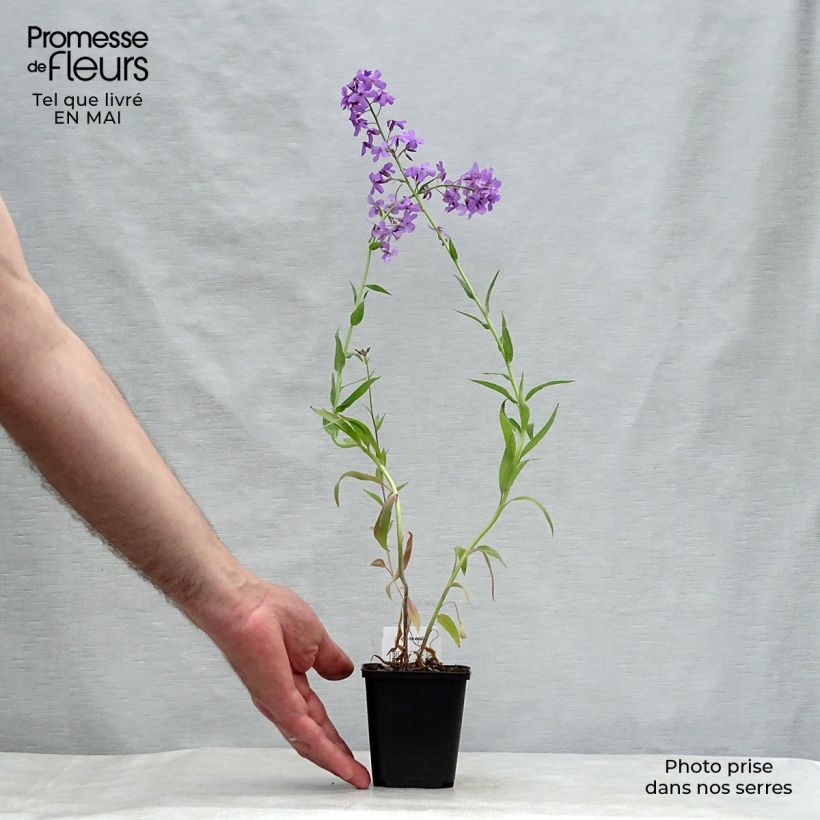 Spécimen de Hesperis matronalis - Julienne des Dames Godet de 9cm tel que livré au printemps