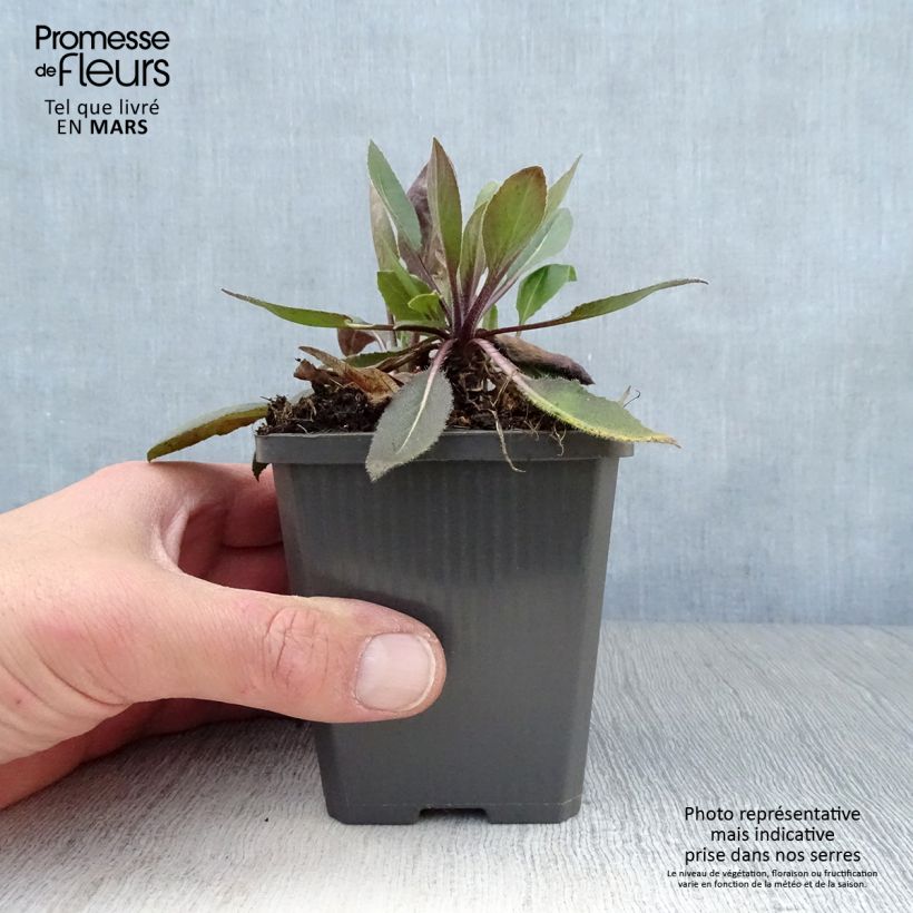 Spécimen de Hesperis matronalis v.albiflora Alba Plena Godet de 9cm tel que livré au printemps