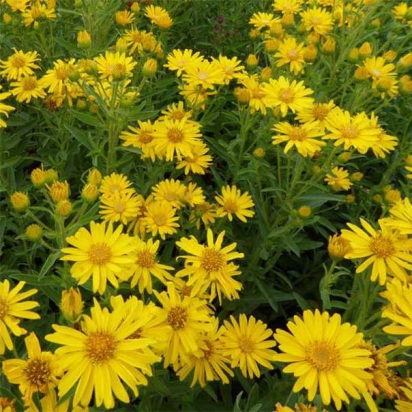 Heterotheca villosa Golden Sunshine - Aster jaune (Floraison)