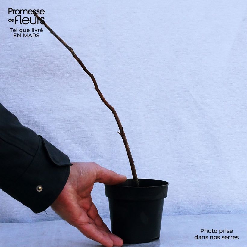 Spécimen de Hêtre commun - Fagus sylvatica en godet de 9cm tel que livré au printemps